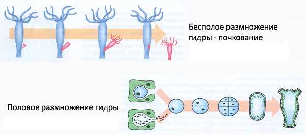 Kraken 9 at клиар ссылка